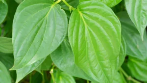 Read more about the article Find Out Health Benefits of Betel Leaves for Diabetes and Stress Reduction