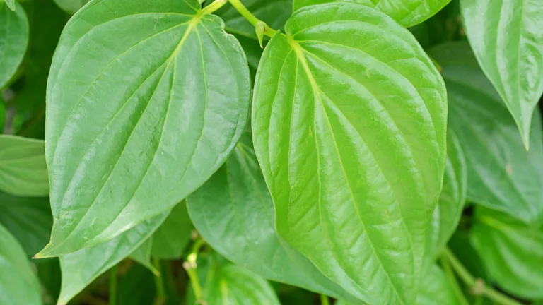 Health Benefits of Betel Leaves for Diabetes and Stress Reduction